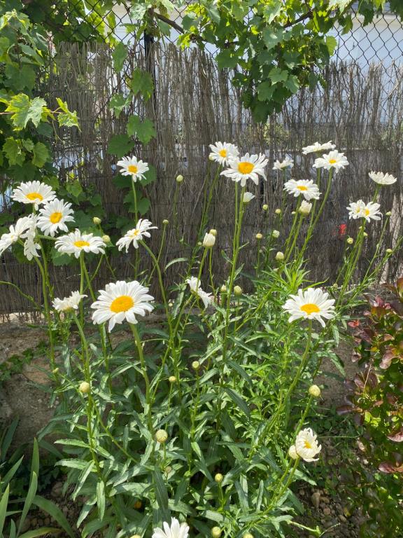 BookingAlsace - Maison Mittelharth Parking Jardin – photo 50
