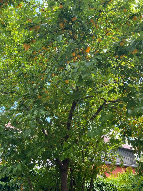 BookingAlsace - Maison Mittelharth Parking Jardin – photo 51