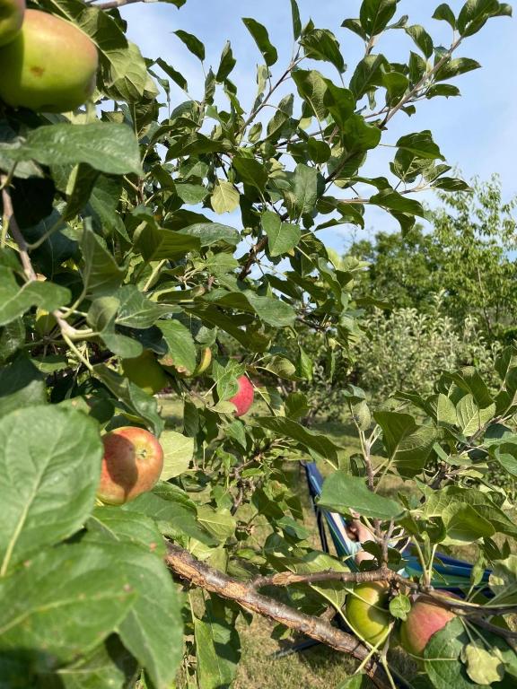 Zahrada ubytování Agropensiunea Anotimpuri