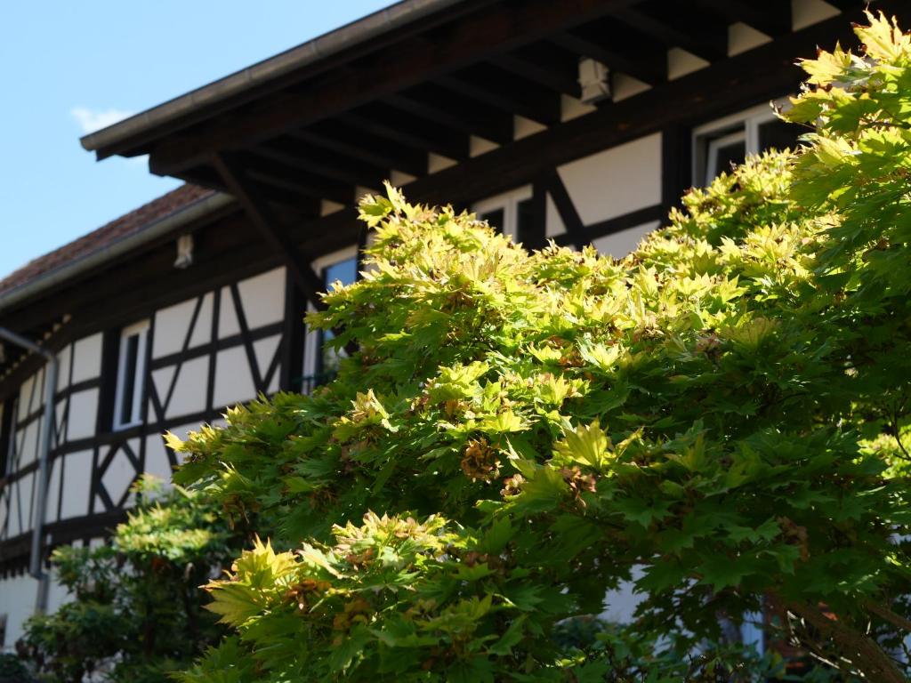 un arbre devant un bâtiment noir et blanc dans l'établissement Les Figuiers, à Gougenheim