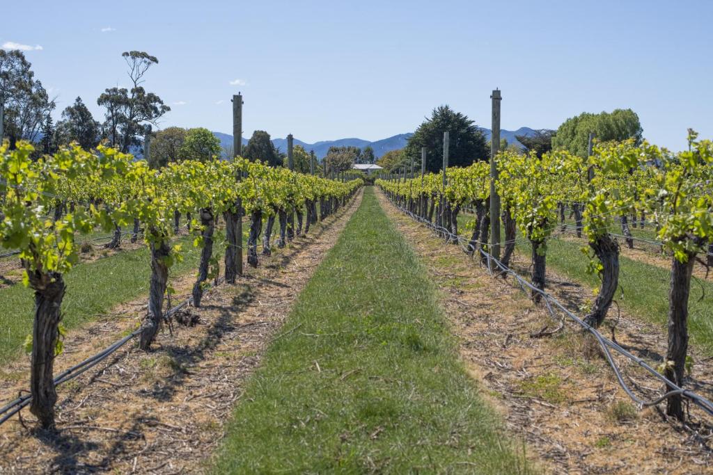 Photo from St Leonards Vineyard Cottages in Blenheim, Marlborough, New Zealand