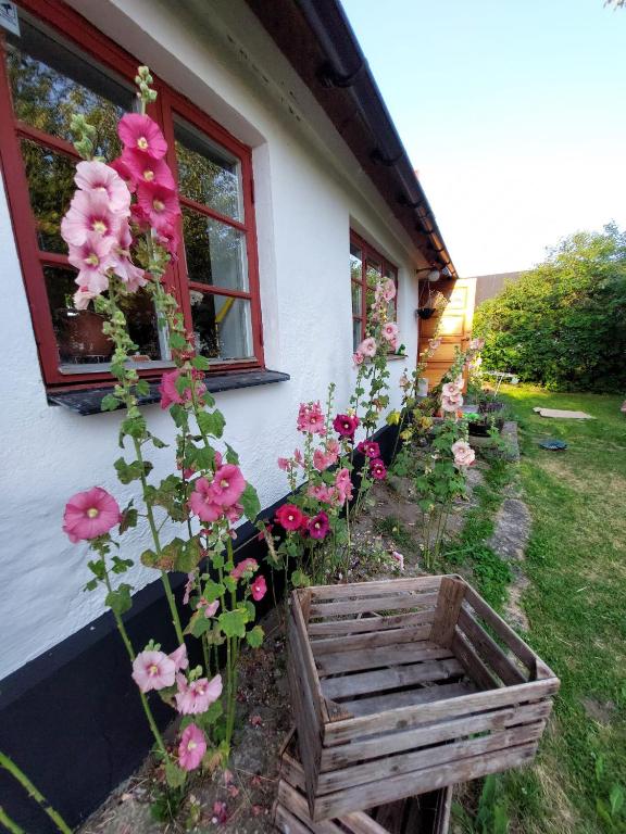 a bunch of flowers in front of a house at Fridfullt sommarhus mitt på Österlen nära Simrishamn, Tomelilla och Ystad in Gärsnäs