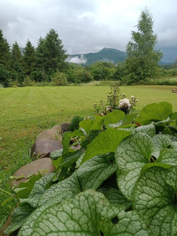 Wetlina Poza Trasą - 10