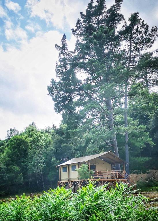 a small house in front of a tree at Domaine l Alba Scelta in Ucciani