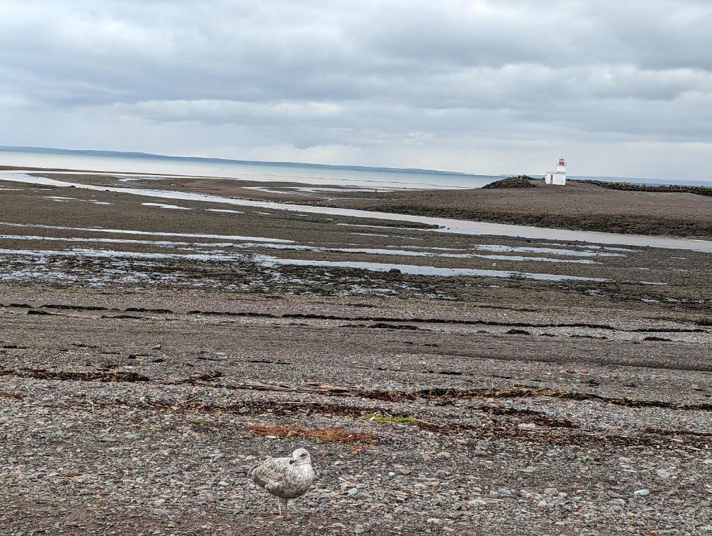 a bird standing on a beach with a lighthouse at The Parrsboro Mansion Inn in Parrsboro