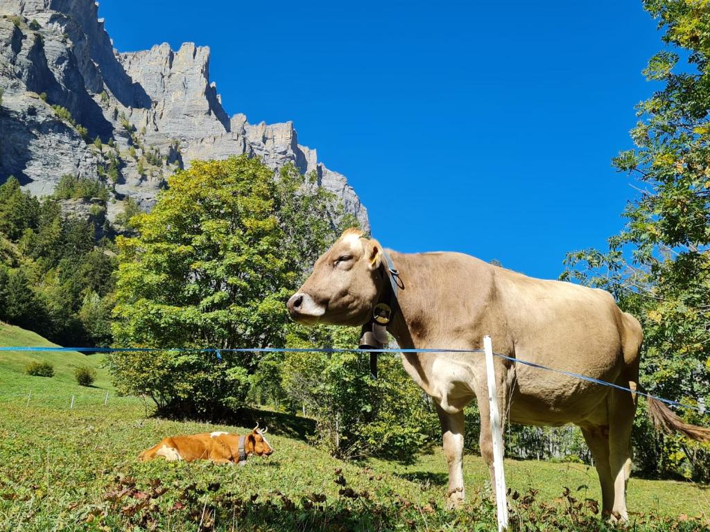 Zvířata v apartmánu nebo okolí