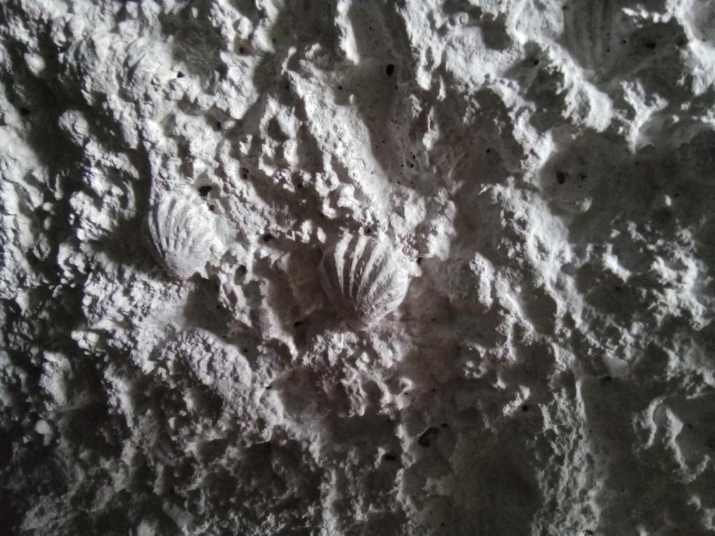 Photo de la galerie de l'établissement Les Coquillages, à Essoyes