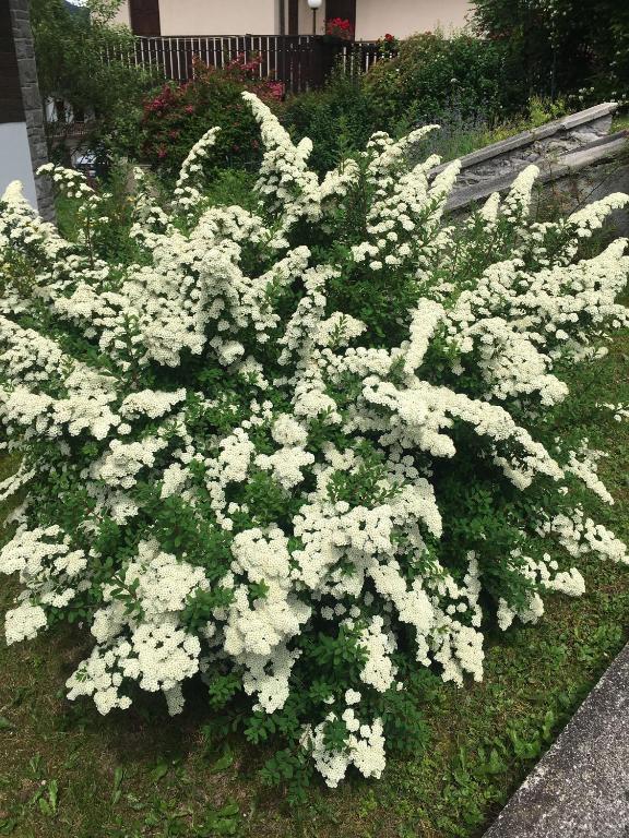 Vonkajšia záhrada v ubytovaní Villa Lucia appartamento Fiore
