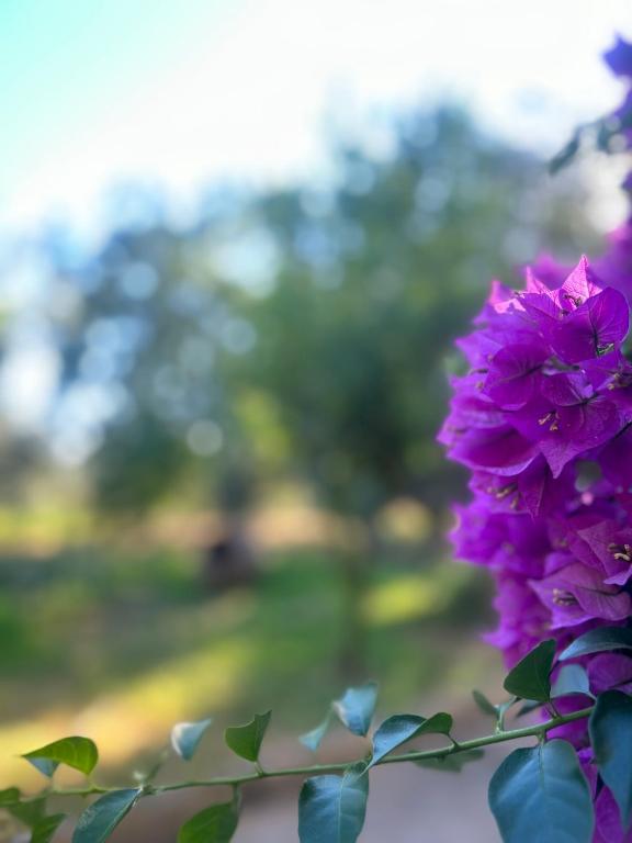 a bunch of purple flowers on a window sill at A casa d Irene in Koropi
