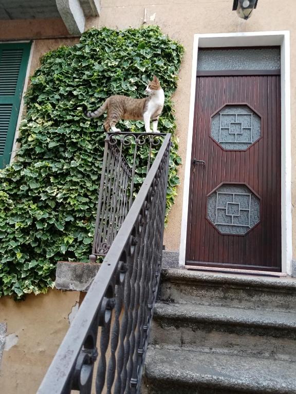 Domácí mazlíčci ubytovaní s hosty v ubytování Casa MAX