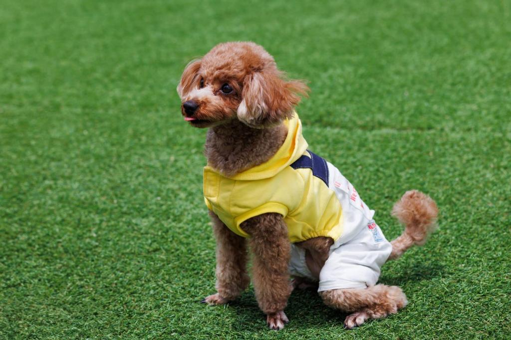 Domácí mazlíčci ubytovaní s hosty v ubytování dogs retreat villa awaji