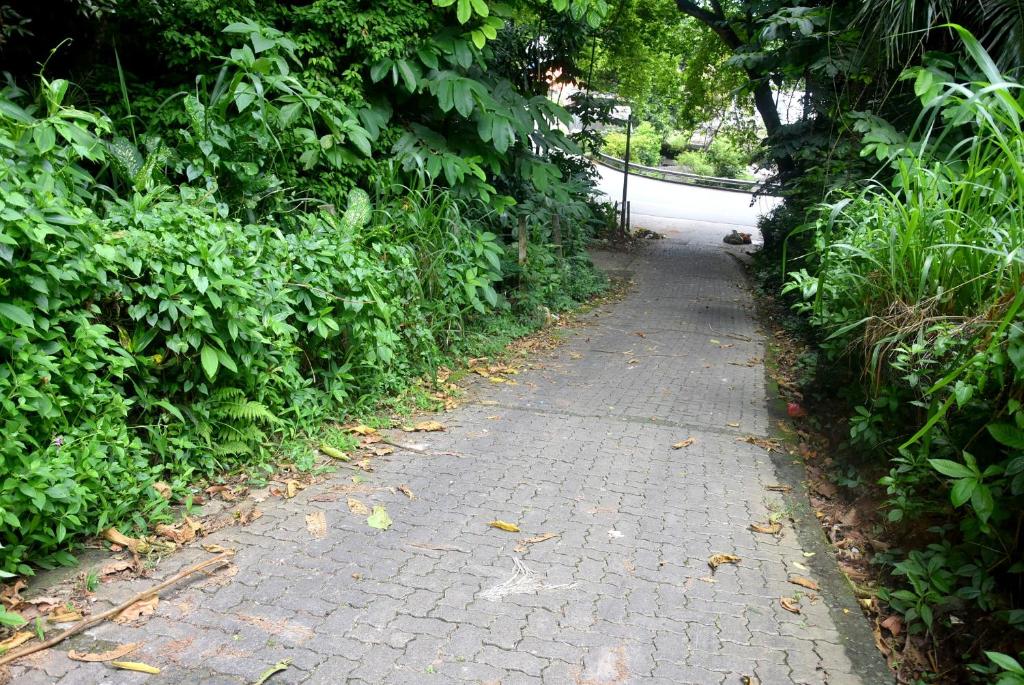 Zahrada ubytování Insa Guest House Kandy