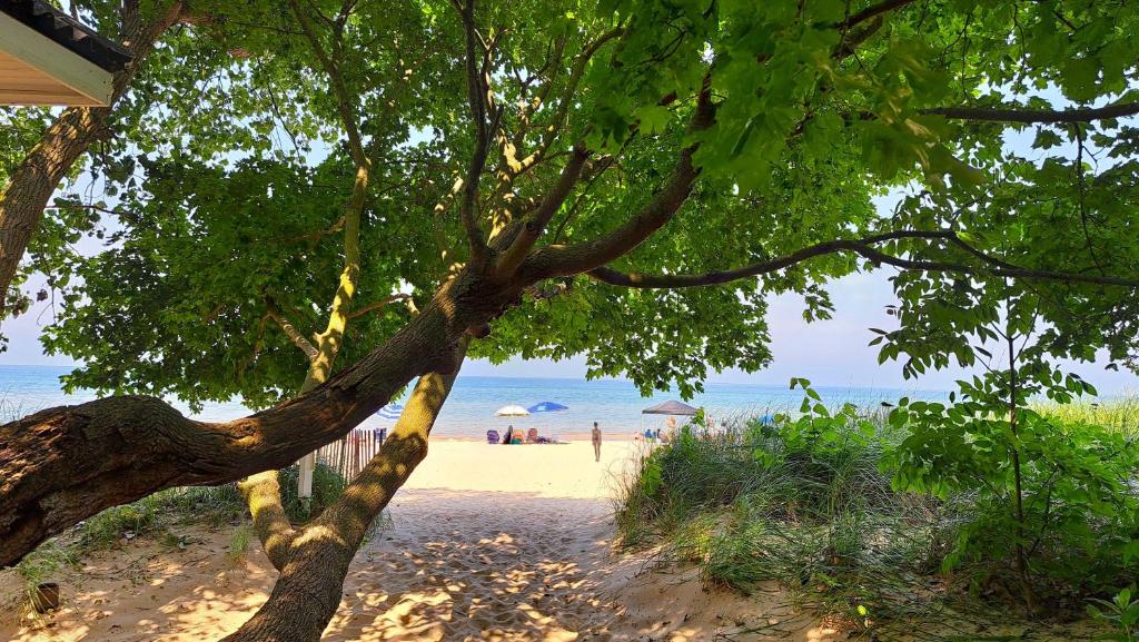 a tree on the beach with people on the sand at Lake Perch in Lakeside