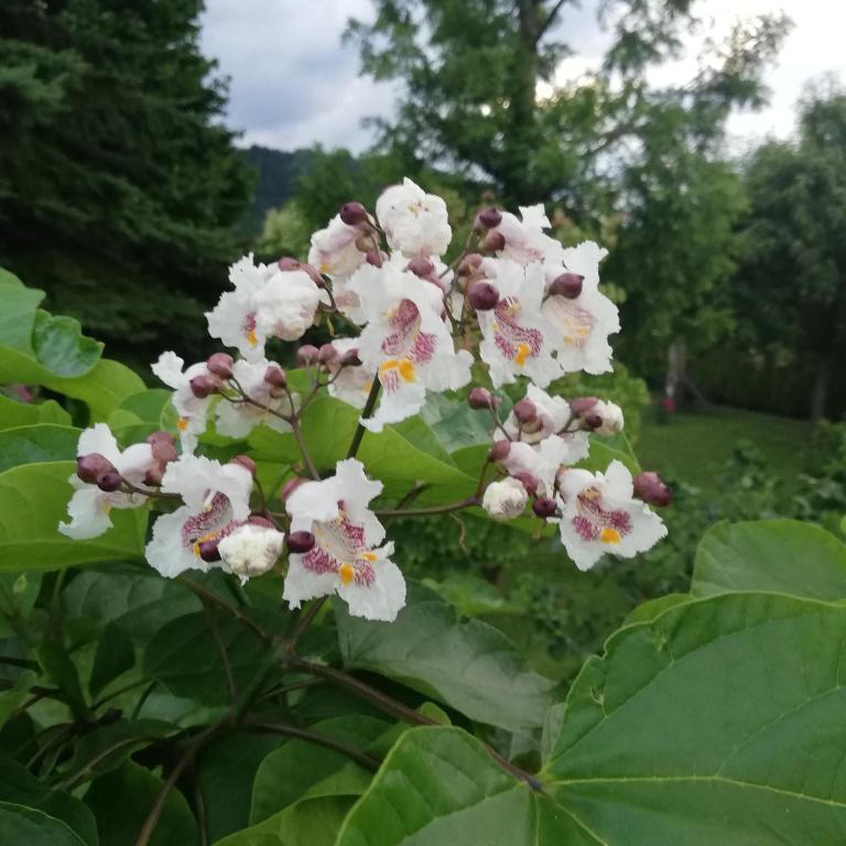 Zahrada ubytování Haus Sonnengarten-Lienz