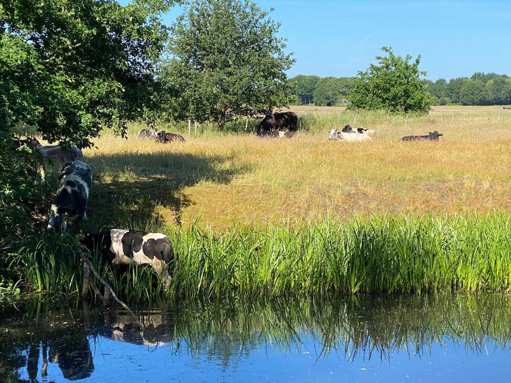 Hotel De Ruwenberg Den Bosch - Sint Michielsgestel - Resim 20