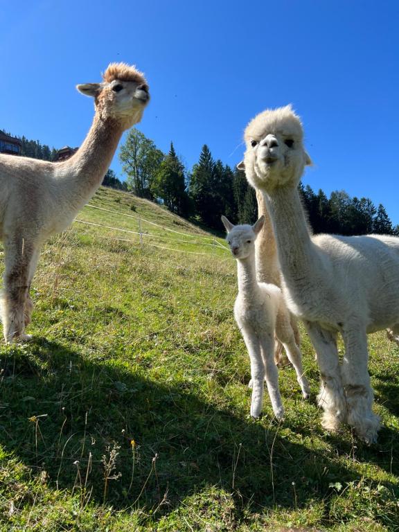 a group of llamas standing in a field at VOM REITER, Ferienwohnung am Bauernhof mit Bergblick und privater Infrarotkabine, Inklusive Sommercard in Schladming