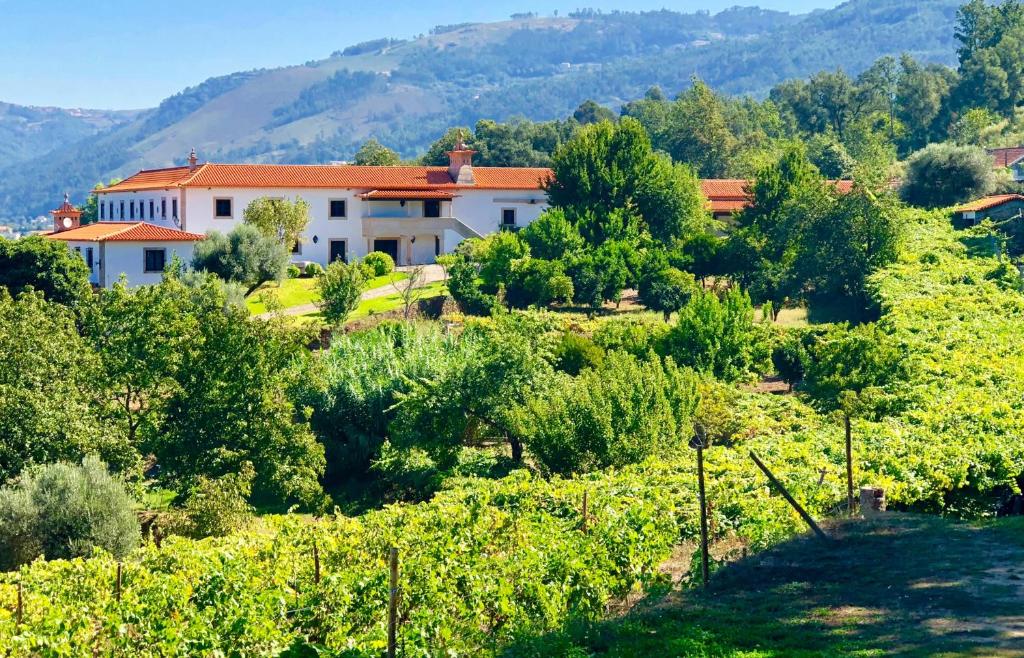 una casa en medio de un viñedo en Quinta das Fontes, en Poças do Monte