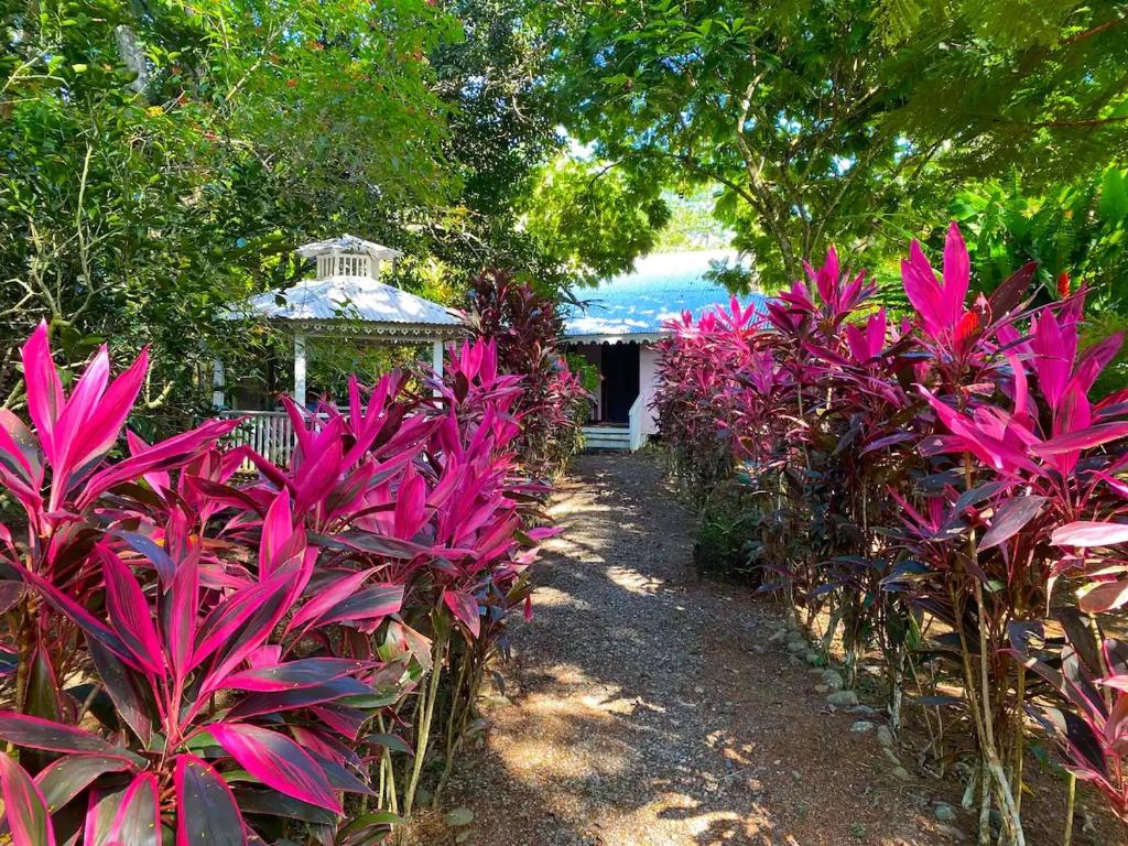 Un jardín con plantas rosas frente a un edificio. en Calypso Cabaña, en Cahuita