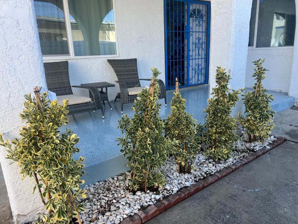Una hilera de plantas en macetas frente a una casa en Entire home in Lawndale Los Angeles, en Lawndale