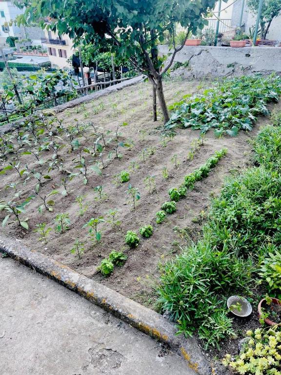 A garden outside Il cortile fiorito