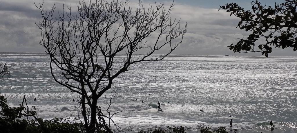 a tree sitting on the beach near the water at La View 麗晨 Homestay in Manzhou