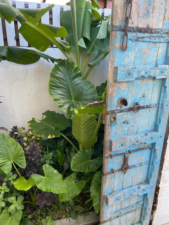 Una vieja puerta azul con plantas en un jardín. en Mzelle Pipine, en Saint-Pierre