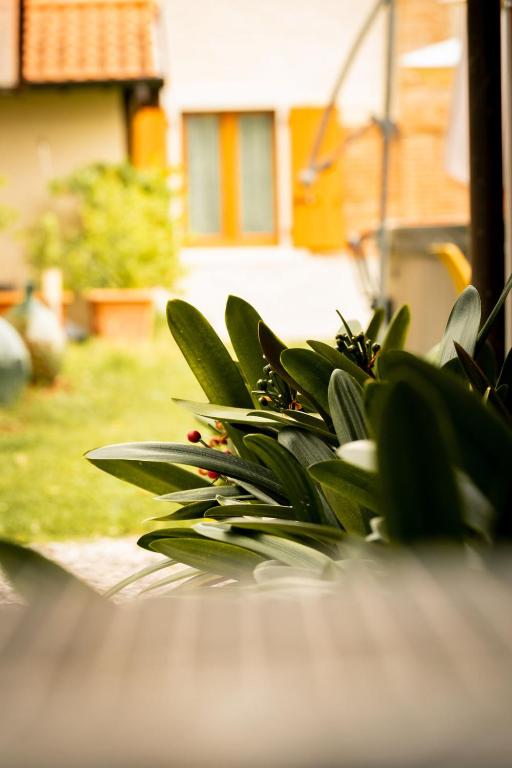 Vonkajšia záhrada v ubytovaní Agriturismo Podere Nigriano