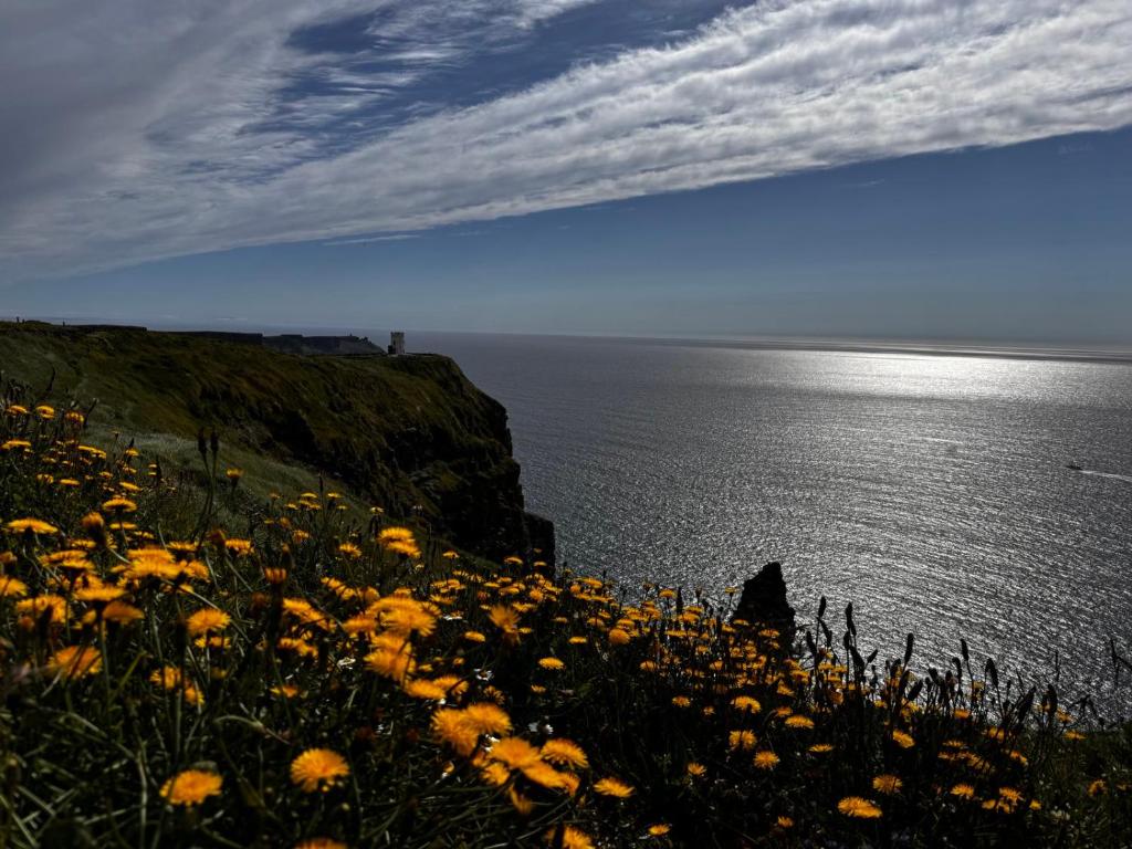 a field of yellow flowers next to the ocean at Puffin rooms in Lisdoonvarna