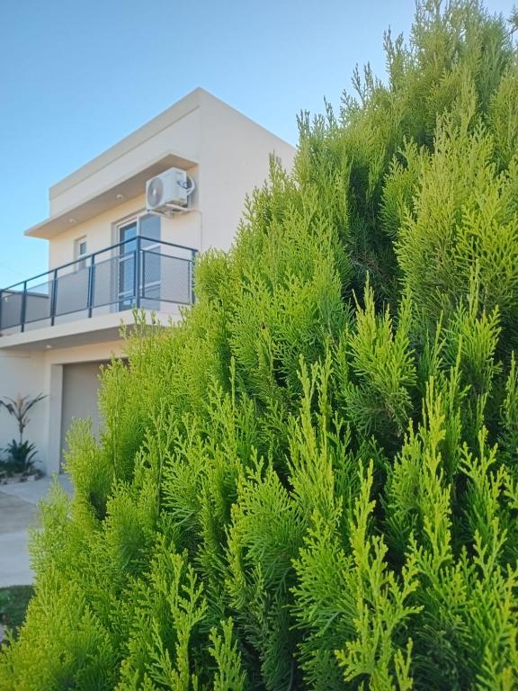 a house with a large green bush in front of it at Departamentos Los dos Pinos in San José