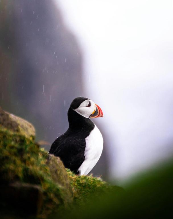 a black and white bird sitting on a rock at Puffin rooms in Lisdoonvarna