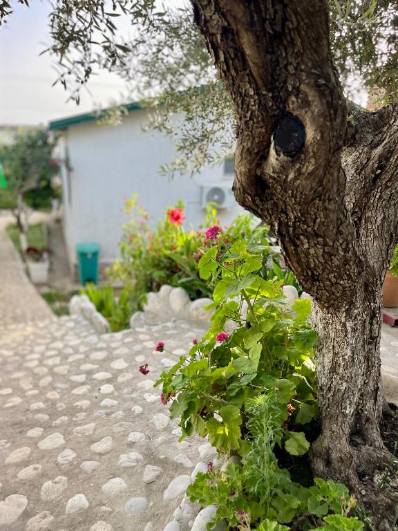 a tree and some flowers on a sidewalk at Chalet Ambel in Dhërmi