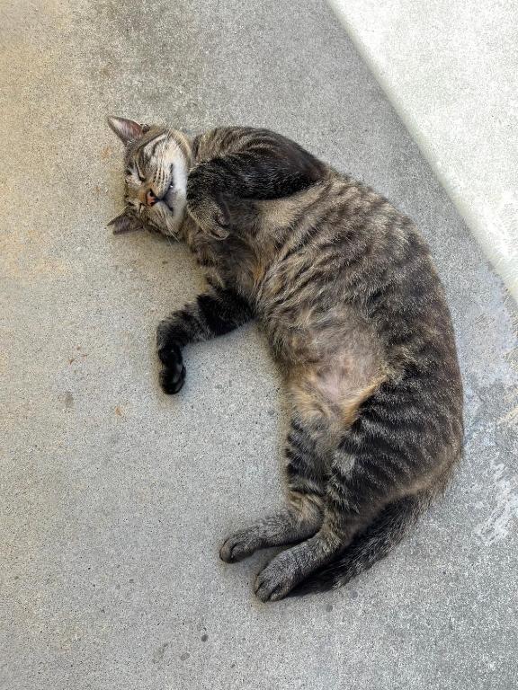 a cat laying on the ground on the street at やどバンブー in Hateruma