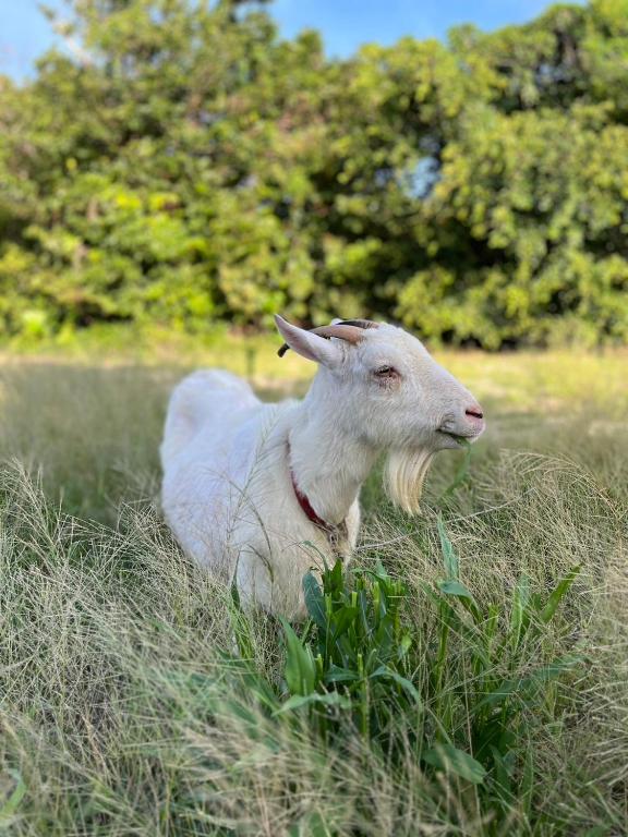 a sheep laying in the grass in a field at やどバンブー in Hateruma
