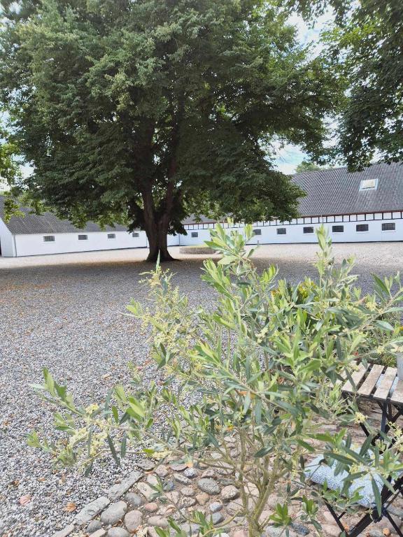 Zahrada ubytování Apartment in Danmark- Agernaesgaard Otterup