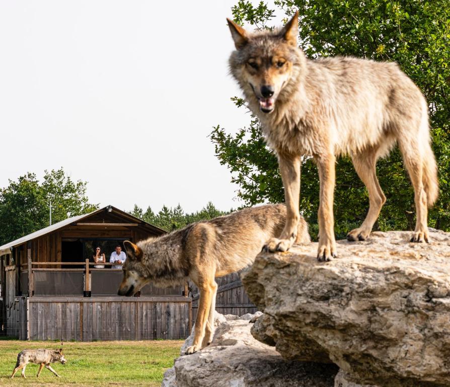two wolves standing on top of a rock at Lodges insolites chez RDV en Terre Animale in Sury-aux-Bois