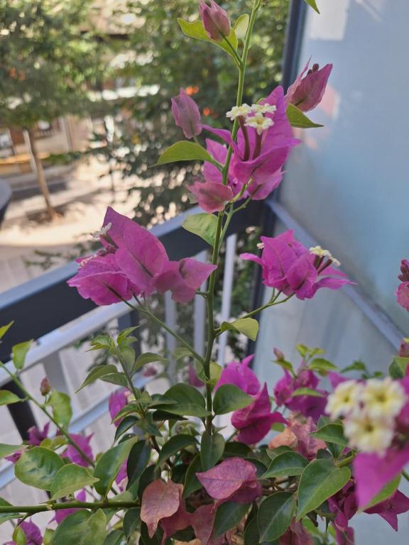 Zahrada ubytování B&B Via Roma