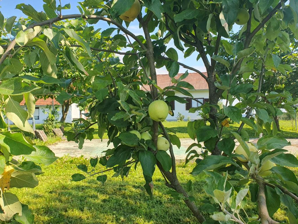 Fotografie z fotogalerie ubytování Holiday house Giovanna v destinaci Vojnić