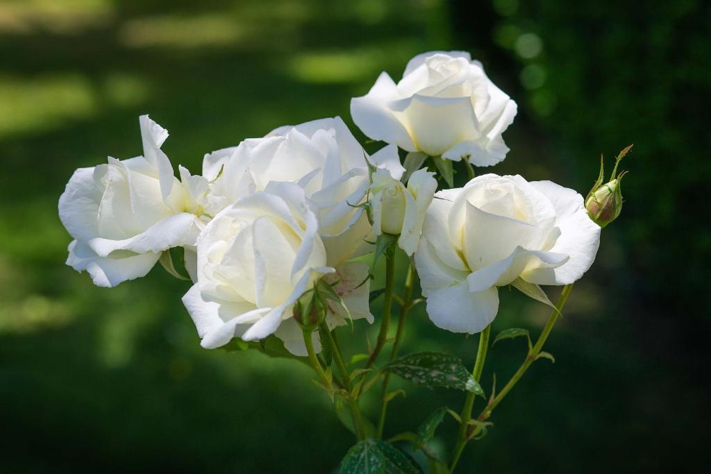 Hotel Giorgio - Resim 28