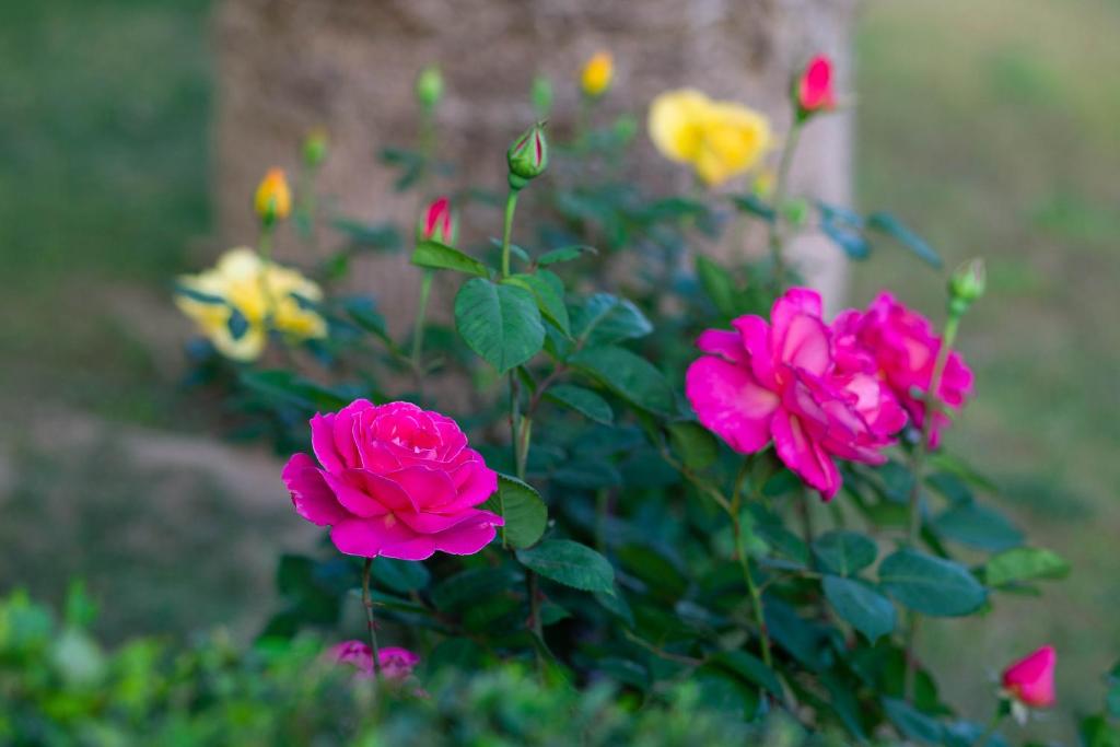 Hotel Giorgio - Resim 36