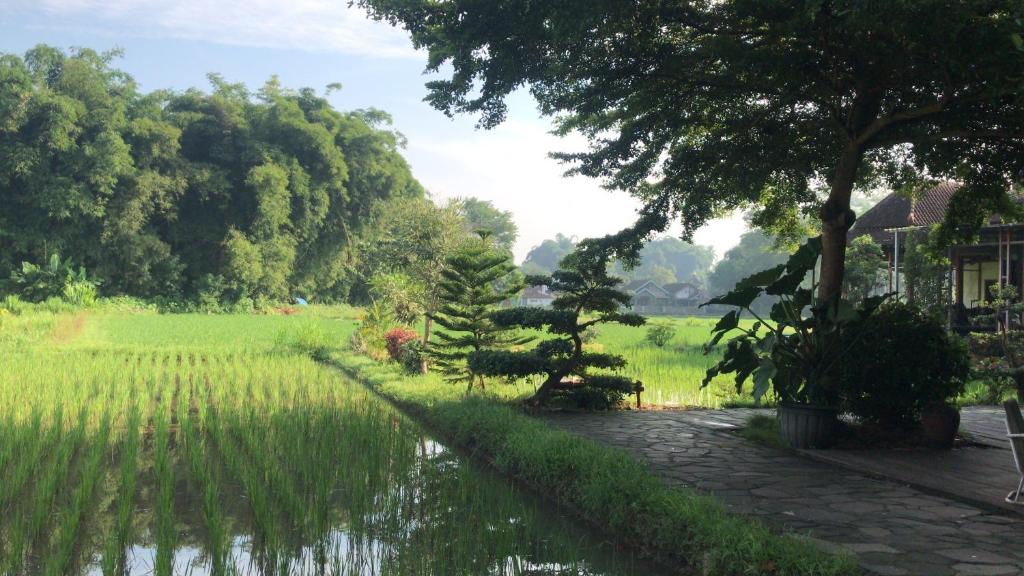 Phong cảnh thiên nhiên gần chỗ nghỉ nhà dân