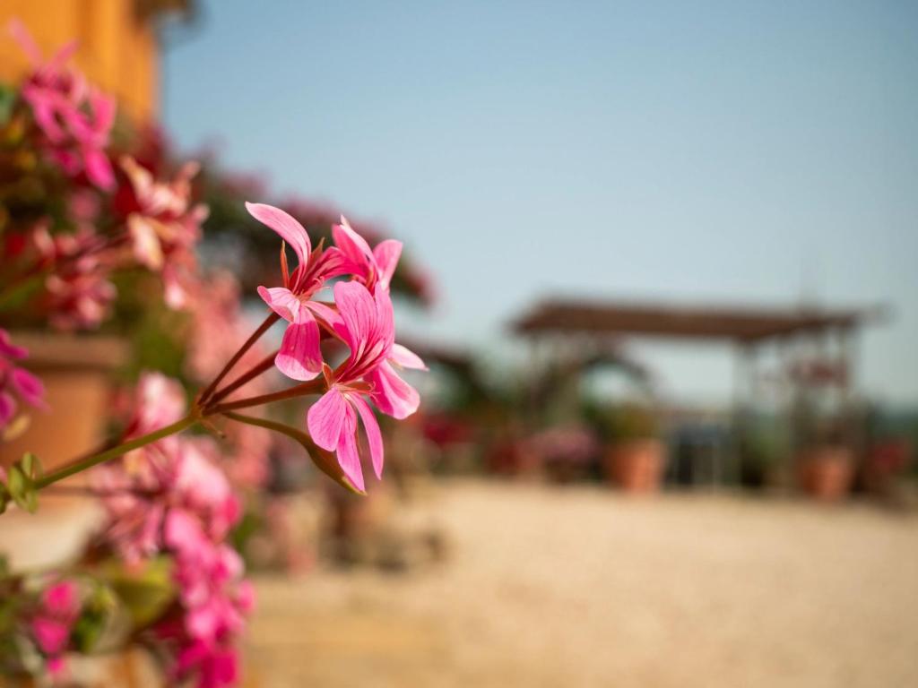Vonkajšia záhrada v ubytovaní B&B Aesis La Dolce Collina