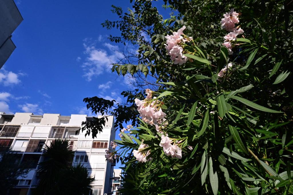 Κήπος έξω από το Apartment Paula