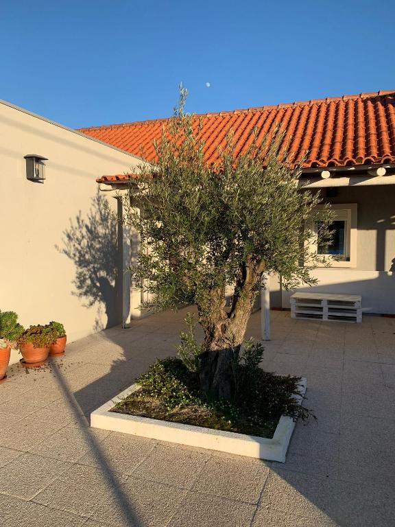a tree in a planter in front of a building at Casa do Avô Ezequiel in Vendas Novas