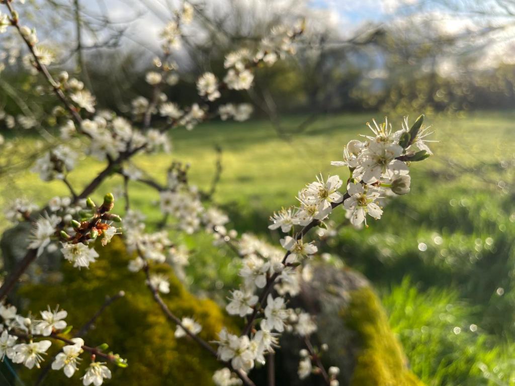 Zahrada ubytování Agroturismo El Mirador de la Cigüeña