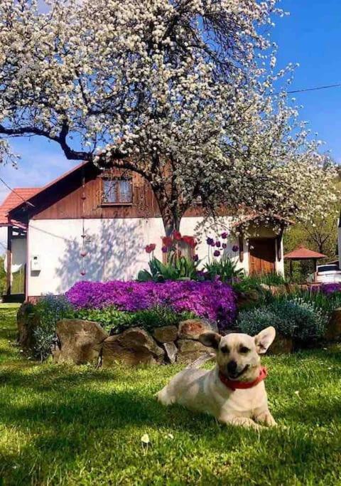 a dog laying in the grass in front of a tree at Kaczmarówka in Mchawa