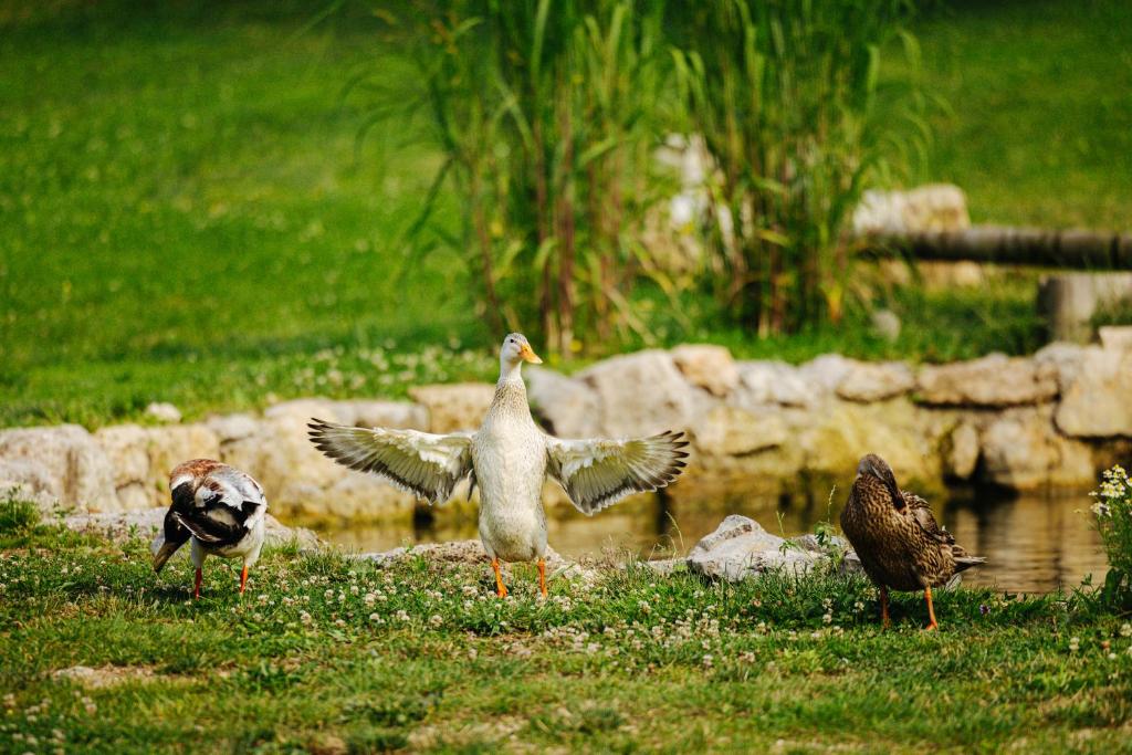 Altri animali domestici presso il campeggio di lusso o nei dintorni