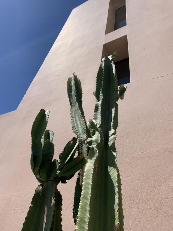 Fotografie z fotogalerie ubytování Dar Almajula v destinaci Essaouira