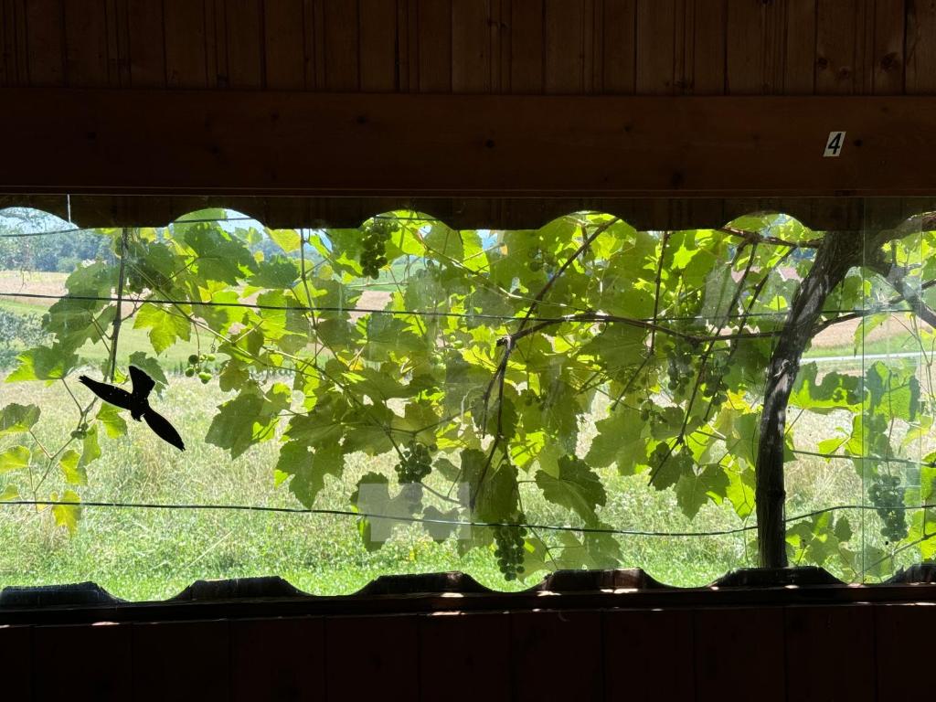 Zahrada ubytování Ferienhof Baba Yaga