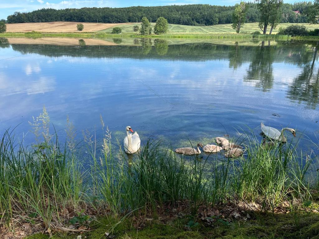 Příroda nedaleko apartmánu