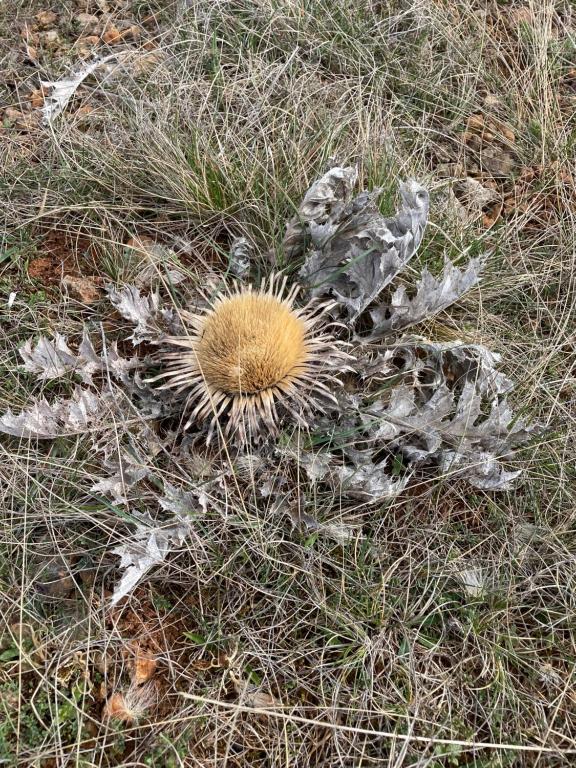 Fotografie z fotogalerie ubytování Le gite du Larzac à Brunas v destinaci Creissels